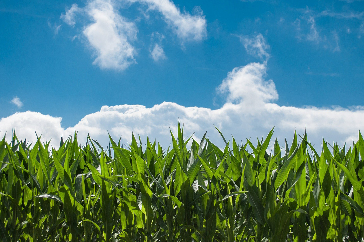 Une réduction des ressources agricoles, y compris en France.